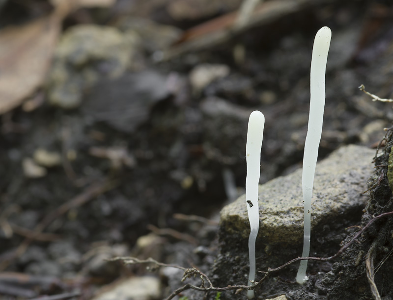 Clavaria falcata